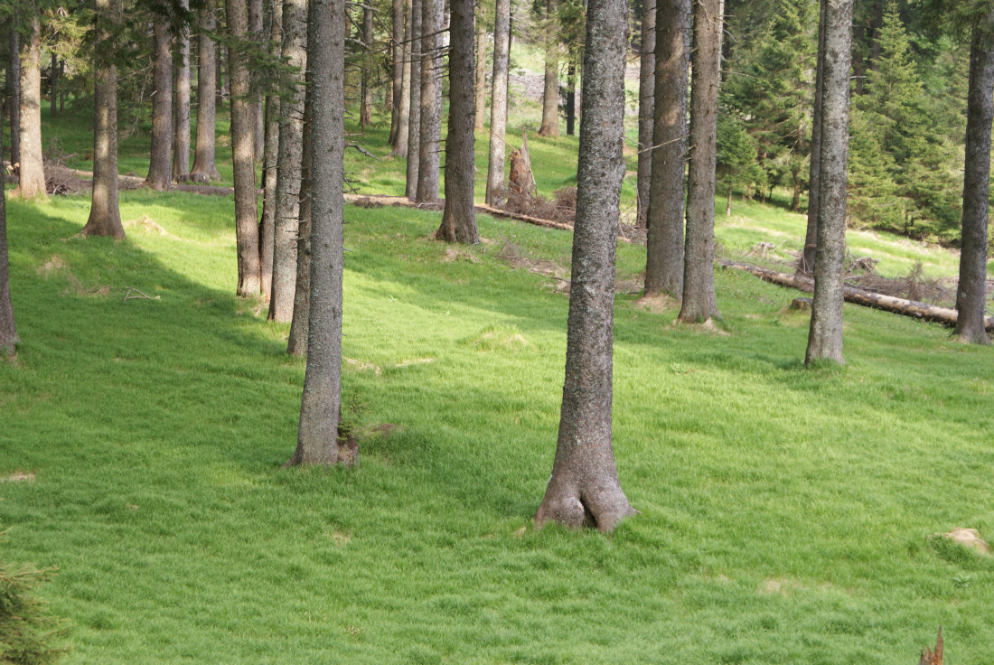 Slika zelenih tal v srekovem sestoju
