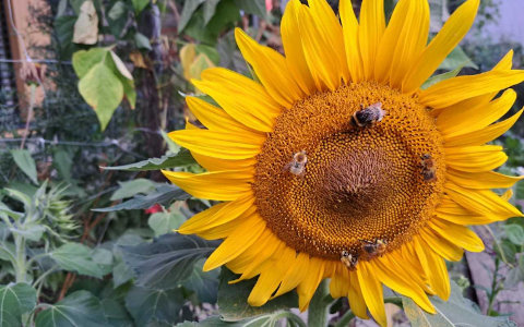 Slika cveta sončnice na katerem so čebele
